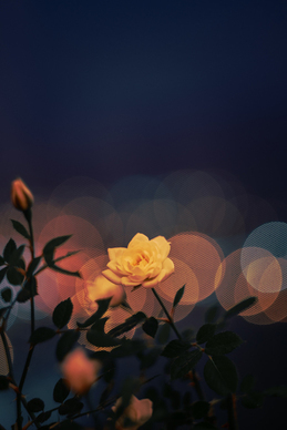 好的爱情的一句话 好的爱情句子文案大全