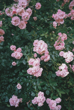 分手难过短句 关于分手伤感的短句子文案有哪些？