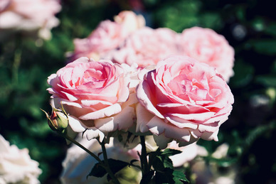 祭奠爸妈思念的话 如何在祭奠父母时表达对父母的思念和感激