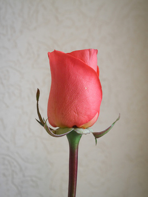 情侣每日情话文案 情侣的情话文案