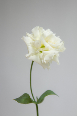 感情纠结的句子文案 心情纠结的句子文案