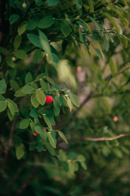 形容心疼她的句子文案
