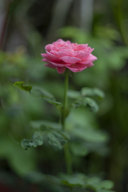 清新情话语录 清新高冷较长句子文案爱情句子文案