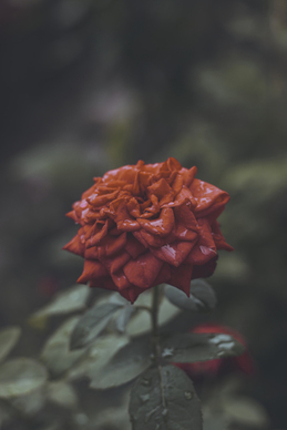 相恋三周年情话文案 关于恋爱一周年的情话文案 简短的