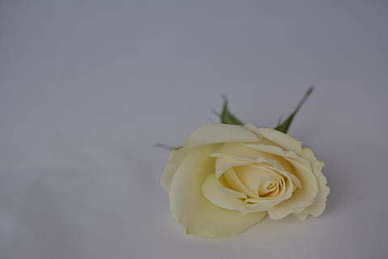 告白优美句子文案 关于表白的优美句子文案