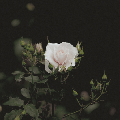 适合发语音的撩人句子文案 各种撩人的套路句子文案有哪些？