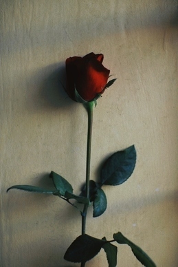 情侣有意义的纹身短句 情侣纹身英文短句