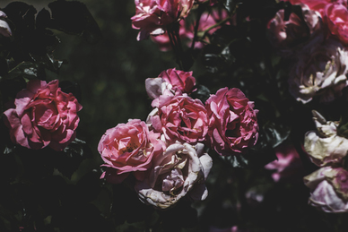 婆婆去世一周年思念句子文案 老婆去世一周年思念的句子文案？