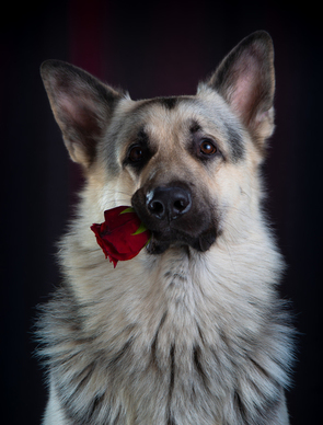 情人之间感悟句子文案 形容情人的之间感情的句子文案