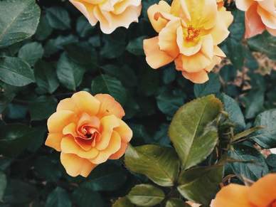 对故乡的眷恋的美句 思念家乡的唯美句子文案