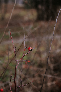 张小娴安慰失恋句子文案 张小娴爱情经典句子文案，散文有那些啊？