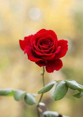 让男人心疼愧疚的说说文案 如何写出让男人看了心疼愧疚的说说文案？