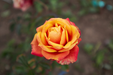 偏偏喜欢你的句子文案 急求潮汕话版的偏偏喜欢你…