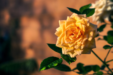 分手又复合的诗词 一会儿分手一会儿和好的诗句文案