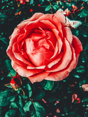 泡芙小姐的爱情经典语录文案 泡芙小姐的经典语录文案