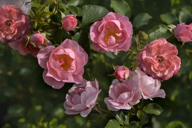 形容不需要爱情的句子文案 关于爱情伤感的句子文案