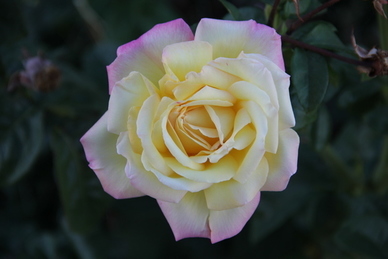 简短幸福个性签名 关于幸福的经典个性签名