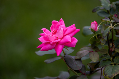 9情感语录文案app官网 感人的情感语录文案