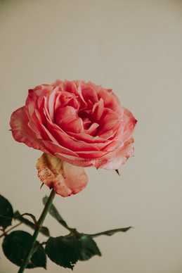 即将分手的情侣说给对方的话 即将分手恋人所要说的话