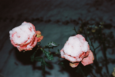 情感语录文案简短 简短情感话语