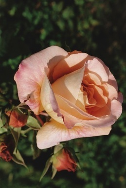 虐心文案句子 蚀骨危情泪崩的句子有哪些?