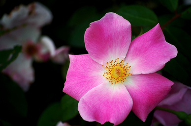 套路满满的情话文案 撩男朋友的小情话文案 套路满满的情话文案