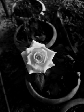 有哥真幸福说说句子文案 关于哥妹幸福快乐说说有哪些？