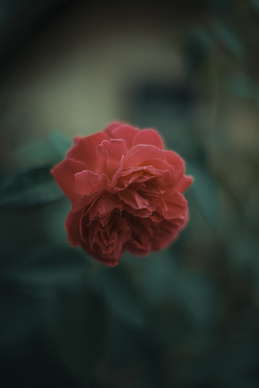 具有情感的一段话 富有感情的一段话(50字)