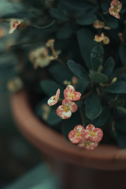 比较深情的诗 最深情的诗句文案