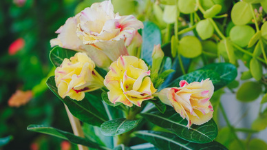 怀疑老公出轨的心情说说文案 关于老公出轨的说说文案心情短语