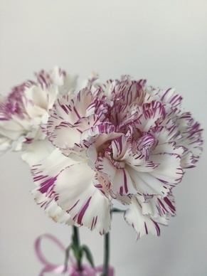 早上打招呼撩妹情话文案 早上让她想一天的撩妹情话文案有哪些？