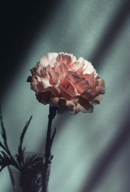 想放弃一段感情的句子文案 放弃了一段感情的句子文案