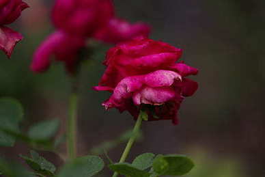 女人名言名句优美句子文案 女人名言名句