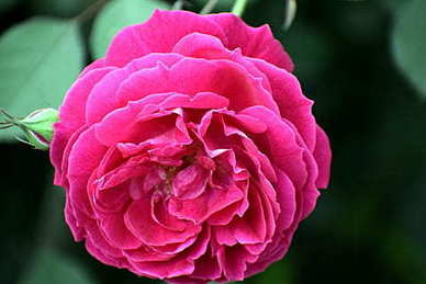 关于香烟的唯美情话 关于香烟的唯美句子文案！