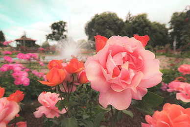 幽默撩人的句子文案