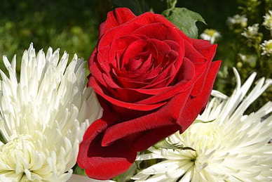 高情商13句情话文案 高情商的俏皮情话文案