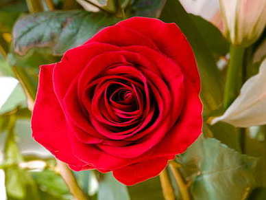 文案句子文案爱情短句 爱情的句子文案唯美文案