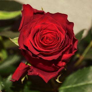 情感语录文案300字左右 情感小故事300字左右