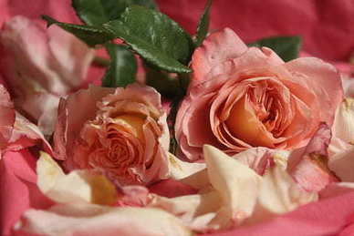 关于萌宠可爱的句子文案 描写小动物可爱的句子文案