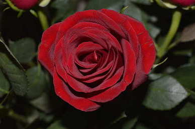 追逐爱情的唯美短句 寻找爱情的句子文案唯美短句