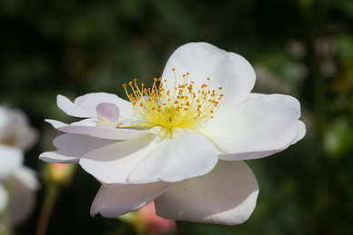 女司机开车霸气的句子文案 形容女生开车很酷的句子文案