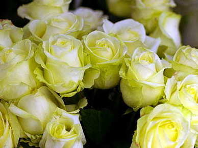 关于恋爱的古风句子文案 恋爱的句子文案古风