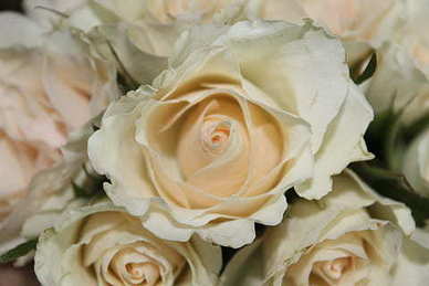 我想你的情话句子文案 表达想你的情话