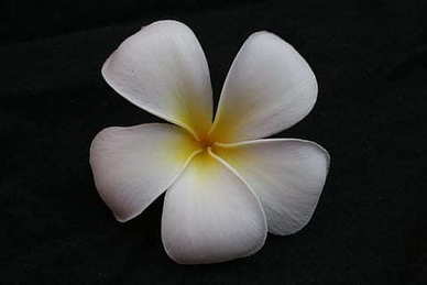 找男朋友的说说句子文案 表示找男朋友的句子文案