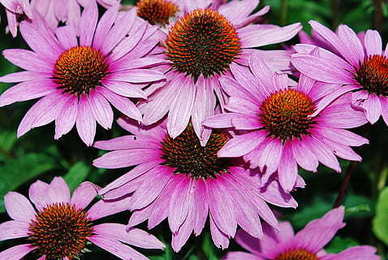 腻歪到恶心的情话文案 肉麻到想吐的情话文案