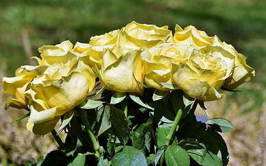 适合情人节秀恩爱的句子文案