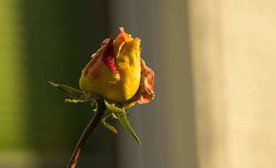 最浪漫的情话文案 最美最浪漫的情话文案