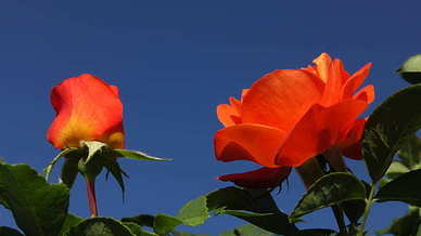 离婚后人生转折点经典语录文案 离婚的语录文案经典语录文案