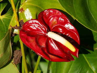 关于七夕爱情的句子文案 关于七夕的优美句子文案