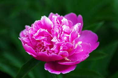 十大名人爱情经典语录文案 谁知道各种名人的经典爱情语录文案?